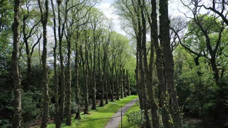 árboles-Que-Conducen-A-Lo-Largo-De-Un-Camino-Del-Parque-Con-La-Luz-Del-Sol-A-Través-De-Las-Ramas-|-Edimburgo,-Escocia-|-Filmado-En-4k-A-30-Fps