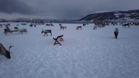 Rentierherde-Auf-Der-Suche-Nach-Nahrung-Im-Schnee,-Region-Tromso,-Nordnorwegen