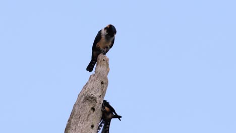 Der-Schwarzschenkelfalke-Ist-Einer-Der-Kleinsten-Raubvögel,-Die-In-Einigen-Ländern-Asiens-In-Den-Wäldern-Vorkommen