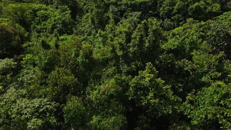 Aerial-birdseye-view-over-island-forest-woodland-lush-foliage-treetop-wilderness-Thailand-tilt-down