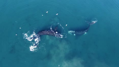 Südliche-Glattwale,-Die-Im-Blauen-Patagonischen-Meer-Planschen---Antenne