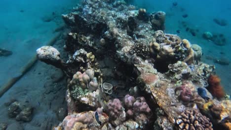 Close-underwater-shot-of-fish-by-coral-covered-boat-wreck,-tilt-up