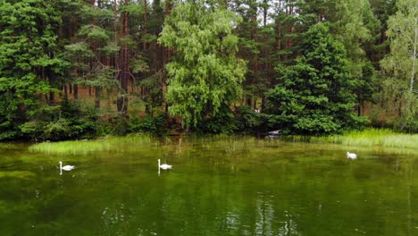 Cisnes-Blancos-Nadando-En-El-Lago-Tranquilo-Cerca-Del-Exuberante-Bosque-En-Pradzonka,-Polonia