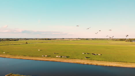 Animales-De-Granja---Rebaño-De-Vacas-Domésticas-Caminando-Por-Los-Exuberantes-Campos-Cerca-Del-Lago-Tranquilo-Con-Pájaros-Volando-En-Un-Día-Soleado-En-Utrecht,-Países-Bajos,-Europa