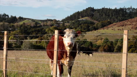 Eine-Einzelne-Kuh-Steht-Hinter-Dem-Zaun-Auf-Dem-Neuseeländischen-Feld,-Kaut-Und-Schaut-Direkt-In-Die-Kamera