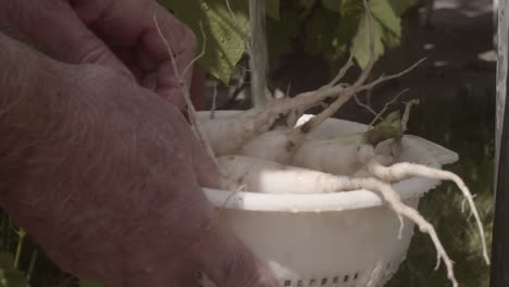 Hands-washing-organic-turnip-in-garden-fountain-on-a-sunny-day,-slow-motion,-detail