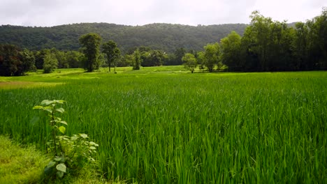Reisfelder-Und-Berg-Windiges-Regnerisches-Wasser-Totale-Aufnahme