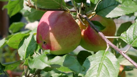 A-static-shot-of-ripening,-red-apples-swaying-in-the-wind-on-an-apple-tree