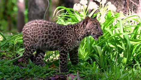 Der-Indochinesische-Leopard-Ist-Eine-Gefährdete-Art-Und-Eine-Der-Großen-Katzen-Thailands