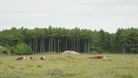 Herd-of-wild-cows-resting-in-nature-reserve