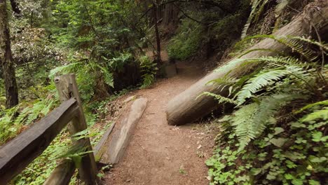 First-Person-POV,-Walking-through-Muir-Woods-National-Monument-in-San-Francisco