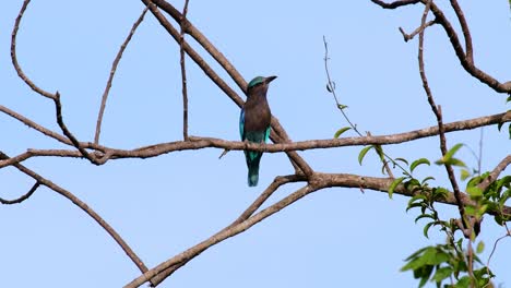 The-Indian-Roller-is-common-in-Thailand,-readily-seen-when-travelling-to-the-province-and-national-parks