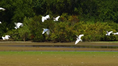 Flock-of-white-herons-and-egrets-flying