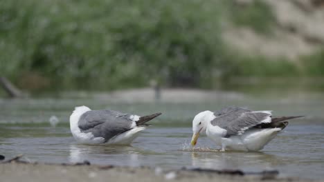 Seagulls-cleaning,-splashing-and-drinking-water-at-the-beach-in-slow-mo-4K
