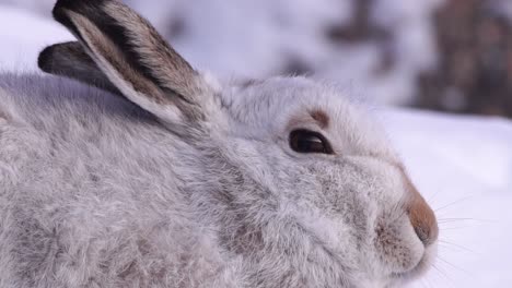 mountain-hare-in-winter-coat-in-snowy-mountains,-Cairngorms,-Scotland,-close-up