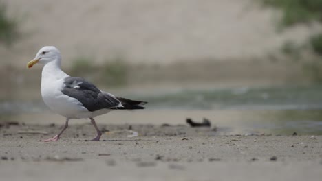 Seagull-walks-through-frame-in-slow-motion-4K