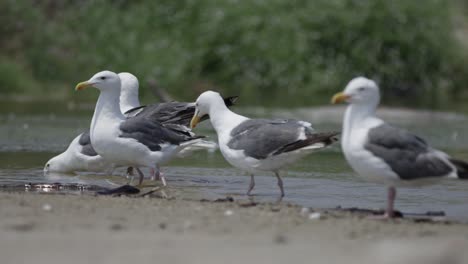 Seagulls-cleaning,-splashing-and-drinking-water-at-the-beach-in-slow-mo-4K