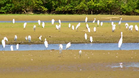 Many-white-herons-and-egrets-on-a-shore-in-the-Hagerman-National-Wildlife-Refuge-on-Lake-Texoma