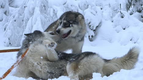 Two-happy-huskies-playing-in-snow,-surrounded-by-snowy-forest,-cold,-cloudy-winter-day,---Handheld,-Slow-motion-shot