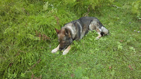 German-shepherd-dog-finding-and-eating-an-apple-–-gimbal-shot