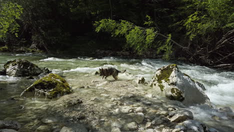 German-shepherd-dog-fetching-a-rock-in-the-river-–-gimbal-shot