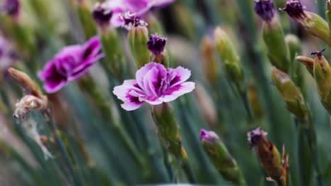 Blühende-Blumen-Im-Britischen-Garten-Mit-Fallengelassenem-Fokushintergrund