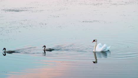 Swan-family-swimming-in-lake