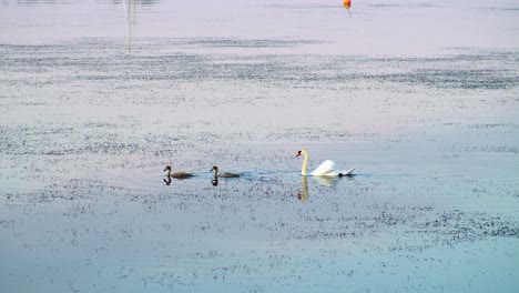 Swan-Family-swimming-in-row-in-Juniskär-Sweden
