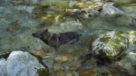 German-shepherd-dog-having-fun-in-the-river-–-gimbal-shot