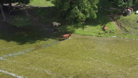 Aerial-view,-cows-standing-and-walking-in-a-body-of-water-in-the-Irish-countryside-on-a-hot-summers-day