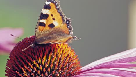 Fotografía-Macro-De-Una-Pequeña-Mariposa-Naranja-De-Concha-Recogiendo-Néctar-De-Una-Flor-Cónica-Púrpura-Sobre-Fondo-Gris