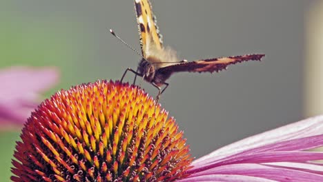 Fotografía-Macro-De-Una-Pequeña-Mariposa-Naranja-De-Concha-Recogiendo-Néctar-De-Una-Flor-Cónica-Púrpura-Sobre-Fondo-Verde