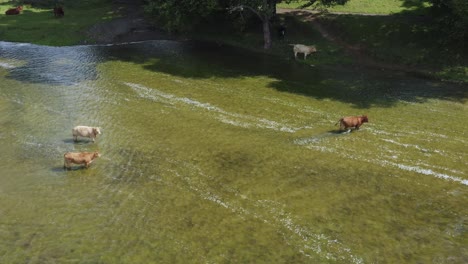 Aerial-view,-cows-standing-and-walking-in-a-body-of-water-in-the-Irish-countryside-on-a-hot-summers-day