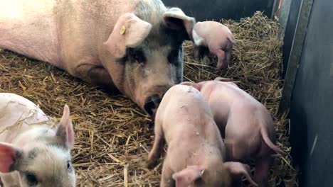 A-group-of-piglets-with-their-mother,-playing-in-straw-on-a-farm-|-Edinburgh,-Scotland-|-HD-at-60-fps
