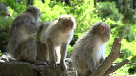 Japanese-snow-monkeys-family-in-the-mountains-of-Nagano,-care-for-their-fur-in-the-may-sun