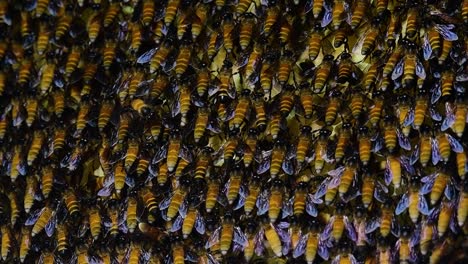 Es-Ist-Bekannt,-Dass-Riesige-Honigbienen-Große-Nestkolonien-Mit-Symmetrischen-Taschen-Aus-Wachs-Bauen,-In-Denen-Sie-Honig-Als-Nahrungsquelle-Speichern-Können
