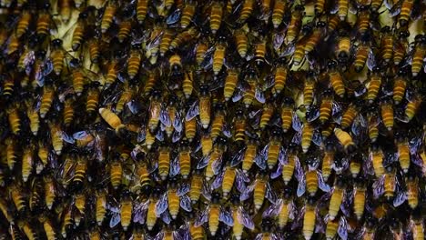 Es-Ist-Bekannt,-Dass-Riesige-Honigbienen-Große-Nestkolonien-Mit-Symmetrischen-Taschen-Aus-Wachs-Bauen,-In-Denen-Sie-Honig-Als-Nahrungsquelle-Speichern-Können