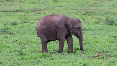 The-Asiatic-Elephants-are-endangered-species-and-they-are-also-residents-of-Thailand