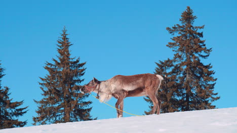 Reindeer-walk-on-a-snowy-meadow-against-a-blue-sky