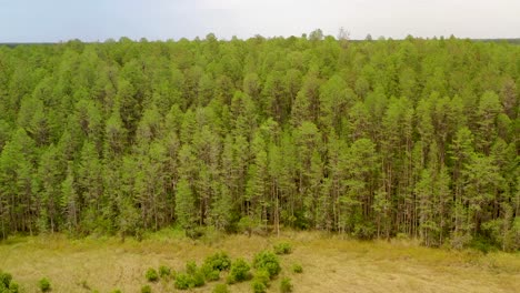 Aerial-view-of-a-leafy-forest-of-pines-in-Land-O'Lakes-in-Florida