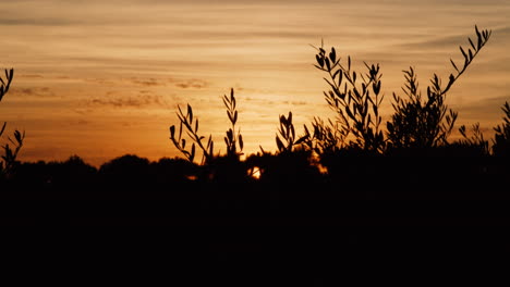 Eine-Dolly-Aufnahme-Des-Himmels-Eines-Goldenen-Orangefarbenen-Sonnenuntergangs-Mit-Silhouettenbüschen-Im-Vordergrund