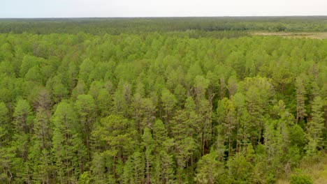 Aerial-ascending-shot-of-a-leafy-forest-of-pines-in-Land-O'Lakes-in-Florida