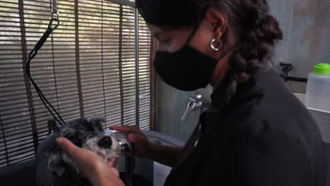 Hispanic-dog-groomer-show-washes-Miniature-Schnauzer,-slow-motion