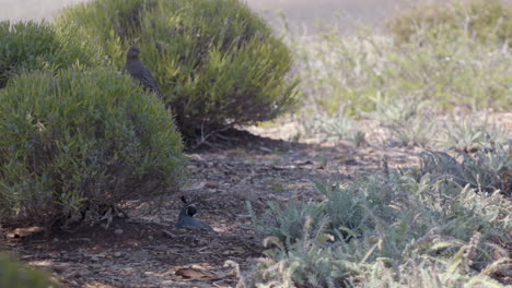 Male-and-female-California-Quail-perched-and-looking-around-in-slow-motion