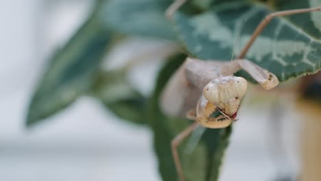 Praying-Mantis-Eating-On-Leaf-Of-Plant