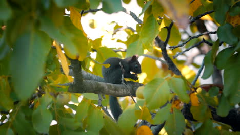 Ein-Eichhörnchen,-Das-Eine-Walnuss-Auf-Einer-Walnussbaumsäule-Frisst