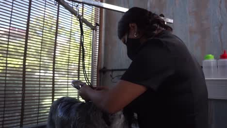 Miniature-Schnauzer-being-shower-washed-by-Hispanic-dog-groomer,-slow-motion