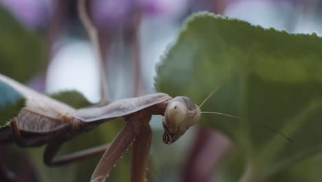 Mantis-Resting-On-Leaves-Of-Plant-In-Garden