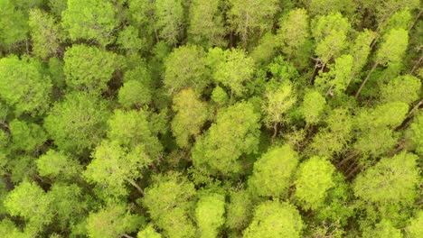 Aerial-overhead-view-of-the-top-of-green-pines-in-a-forest-of-Land-O'Lakes-in-Florida