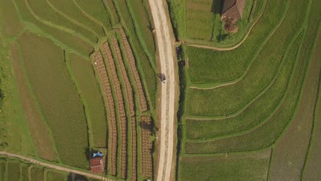 Following-shot-of-a-man-driving-a-motorcycle-through-farmland-in-Bali-with-2-houses